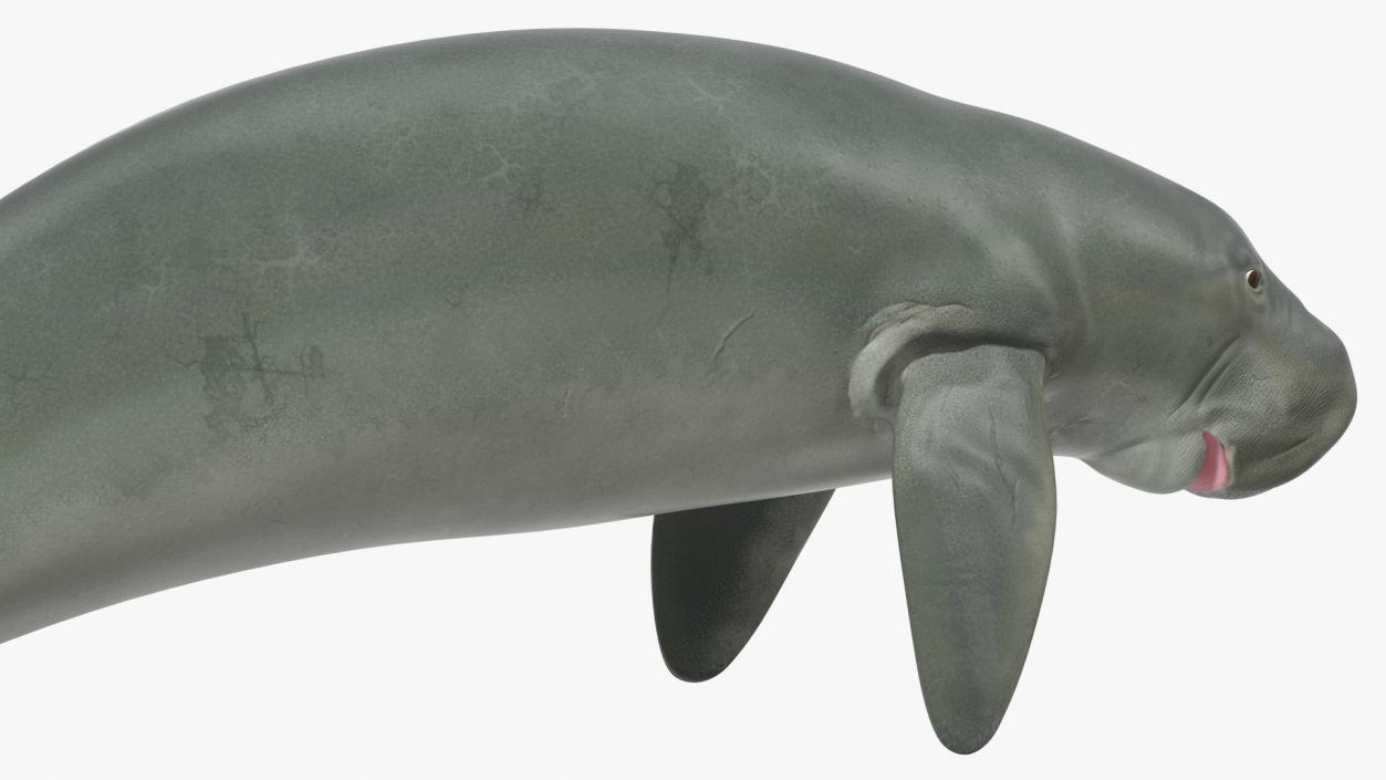 3D model Dugong Swimming Pose