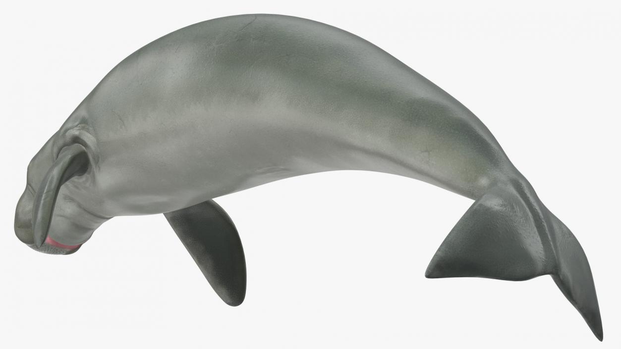 3D model Dugong Swimming Pose