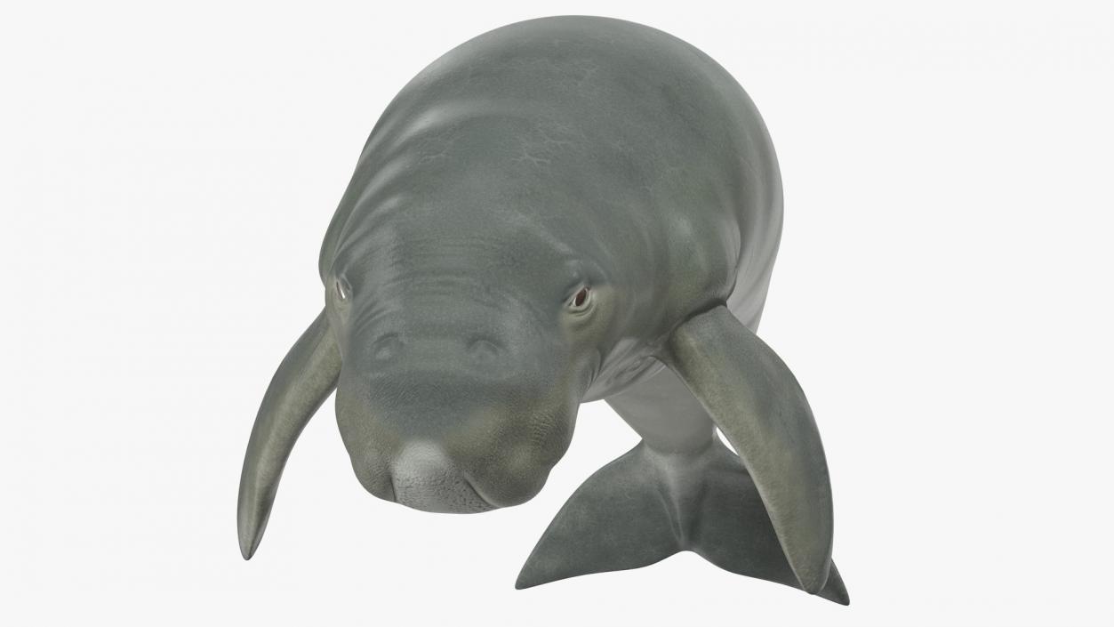 3D model Dugong Swimming Pose