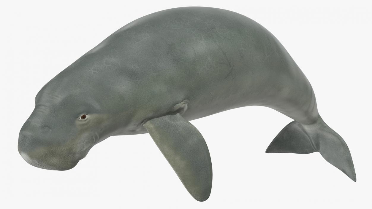 3D model Dugong Swimming Pose