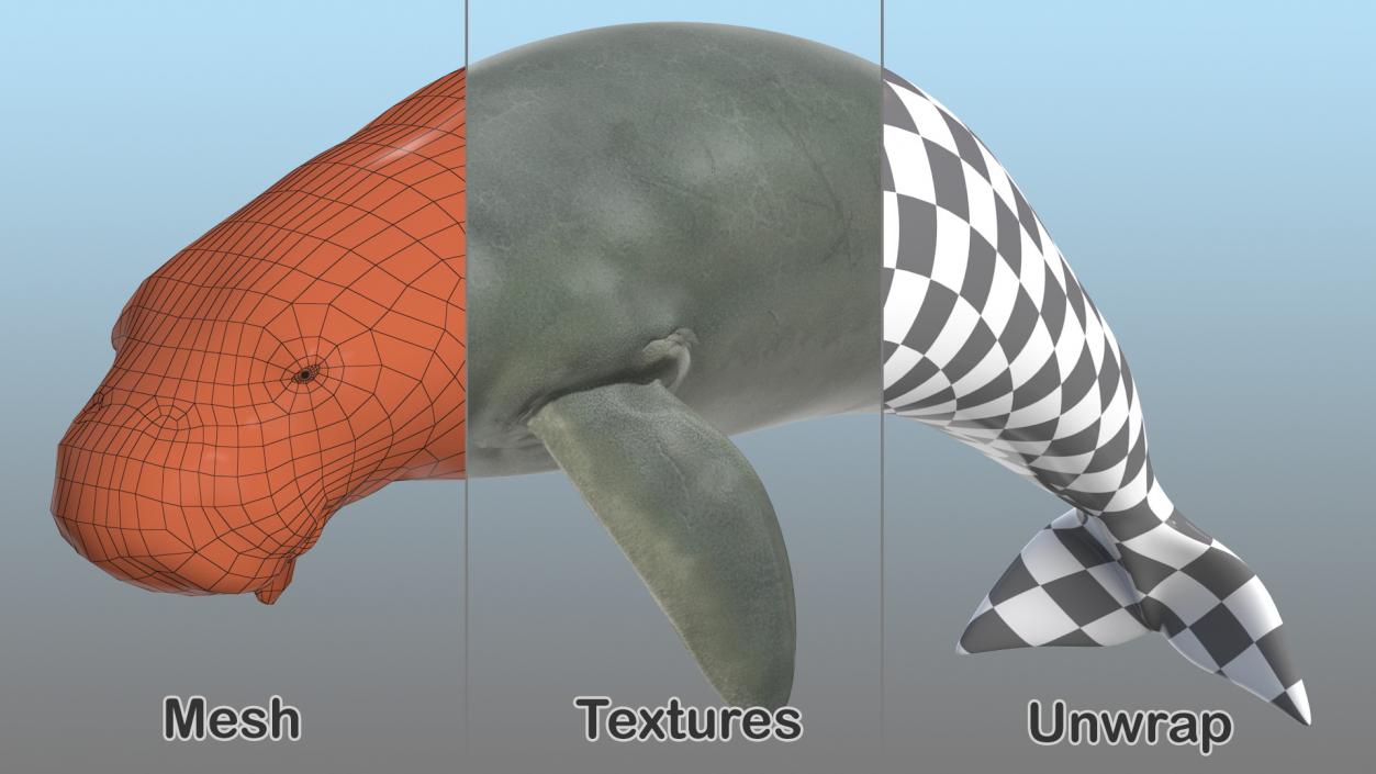 3D model Dugong Swimming Pose