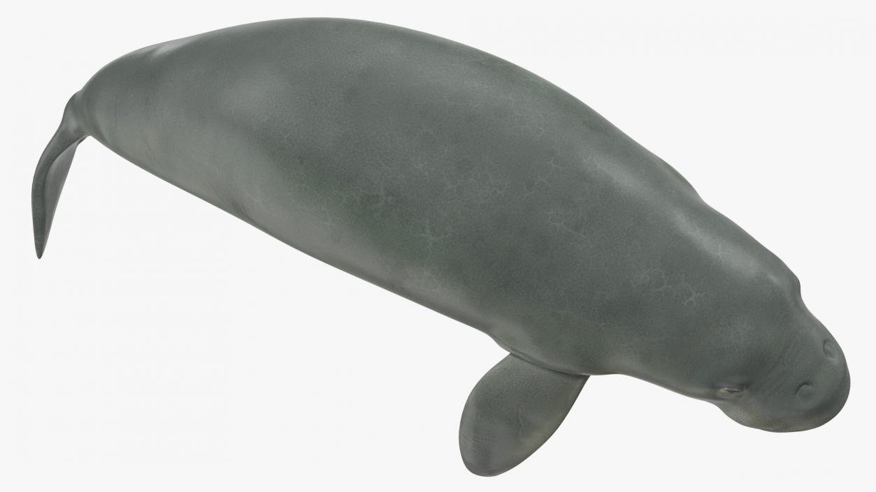 3D model Dugong Swimming Pose