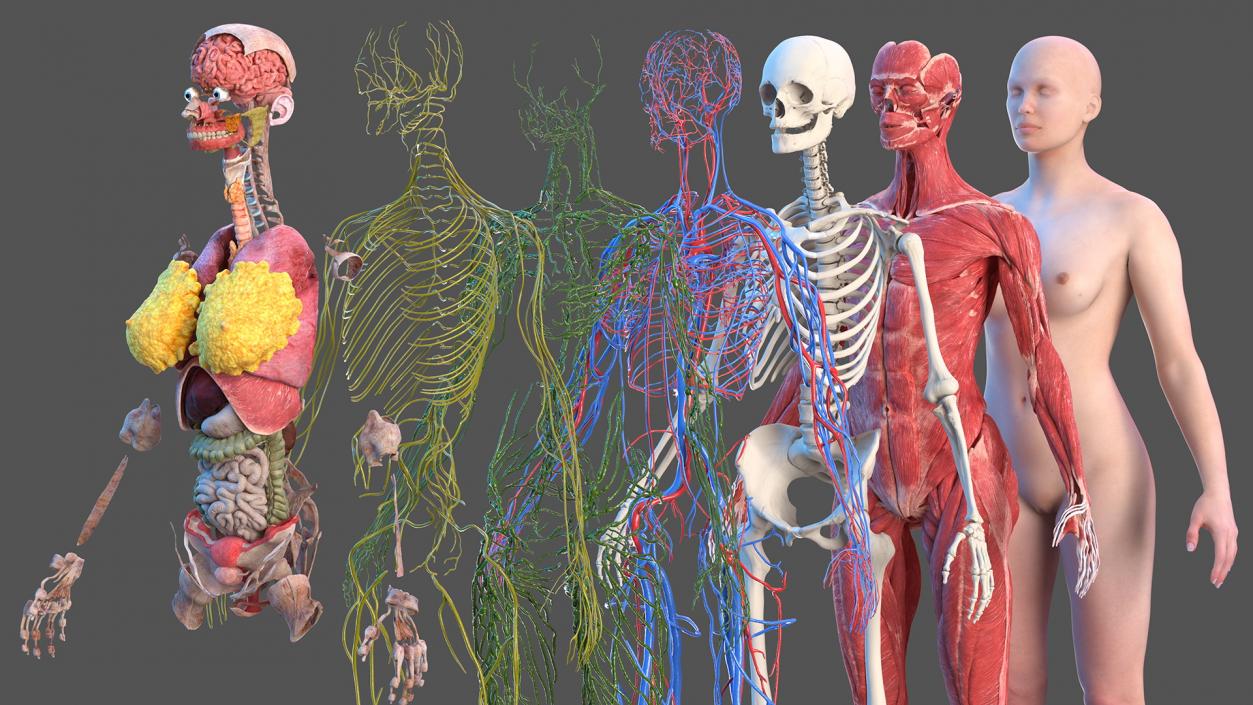 3D Complete Female Body Anatomy model