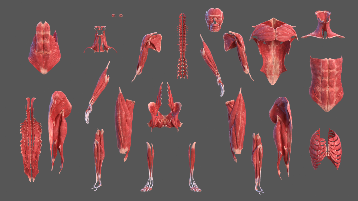 3D Complete Female Body Anatomy model