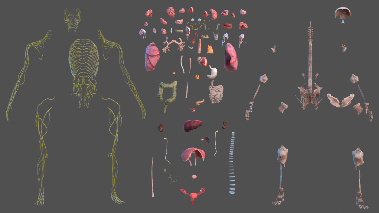 3D Complete Female Body Anatomy model