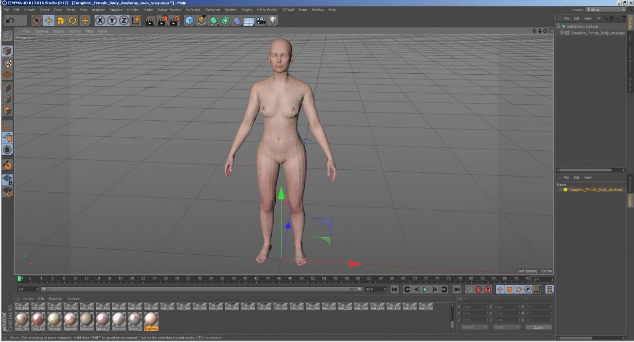 3D Complete Female Body Anatomy model