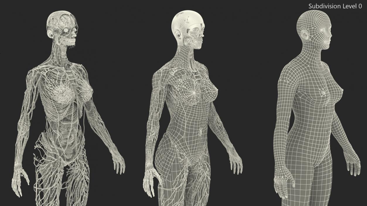 3D Complete Female Body Anatomy model