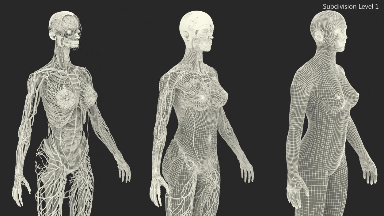 3D Complete Female Body Anatomy model