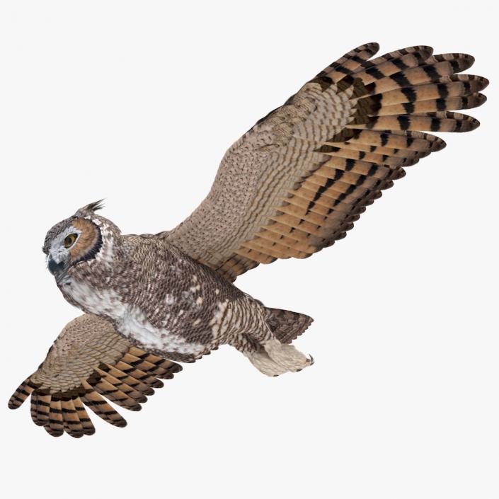 3D Great Horned Owl Flying Pose model