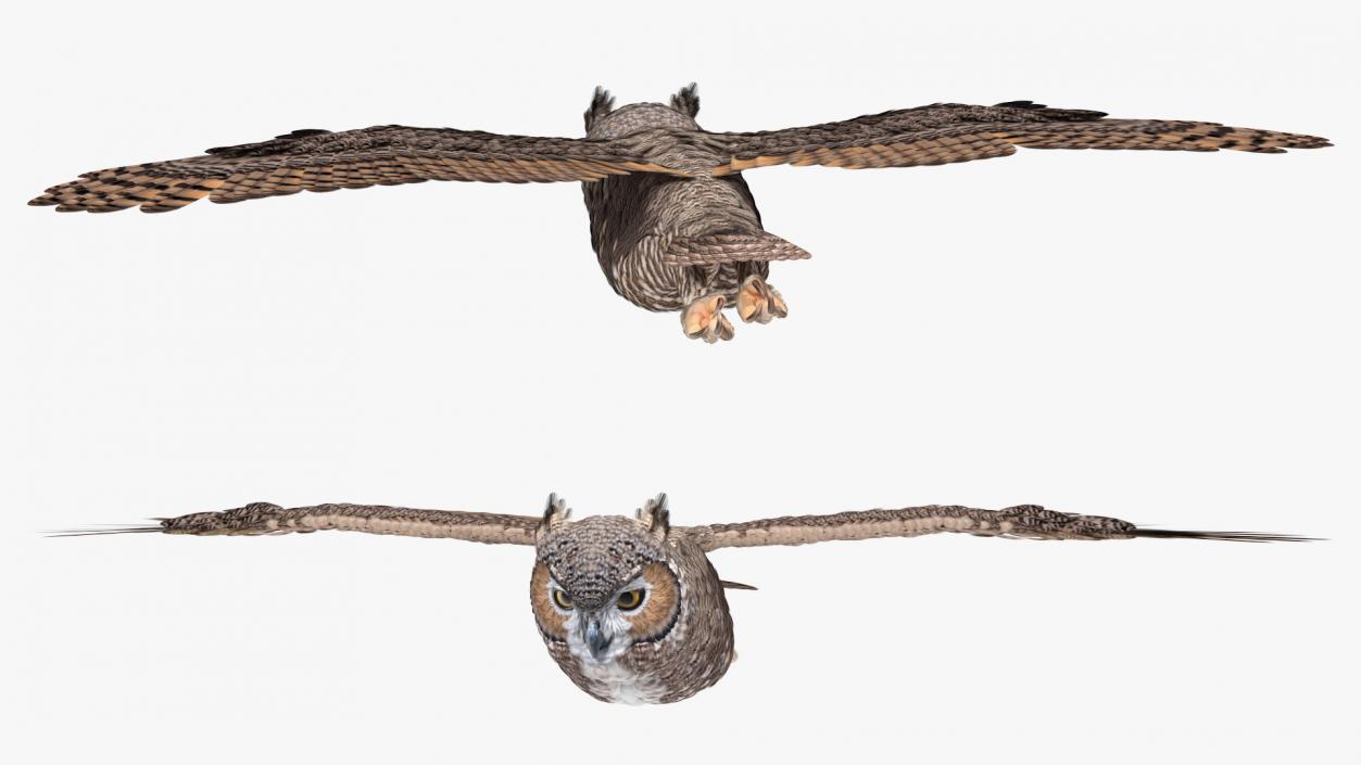 3D Great Horned Owl Flying Pose model