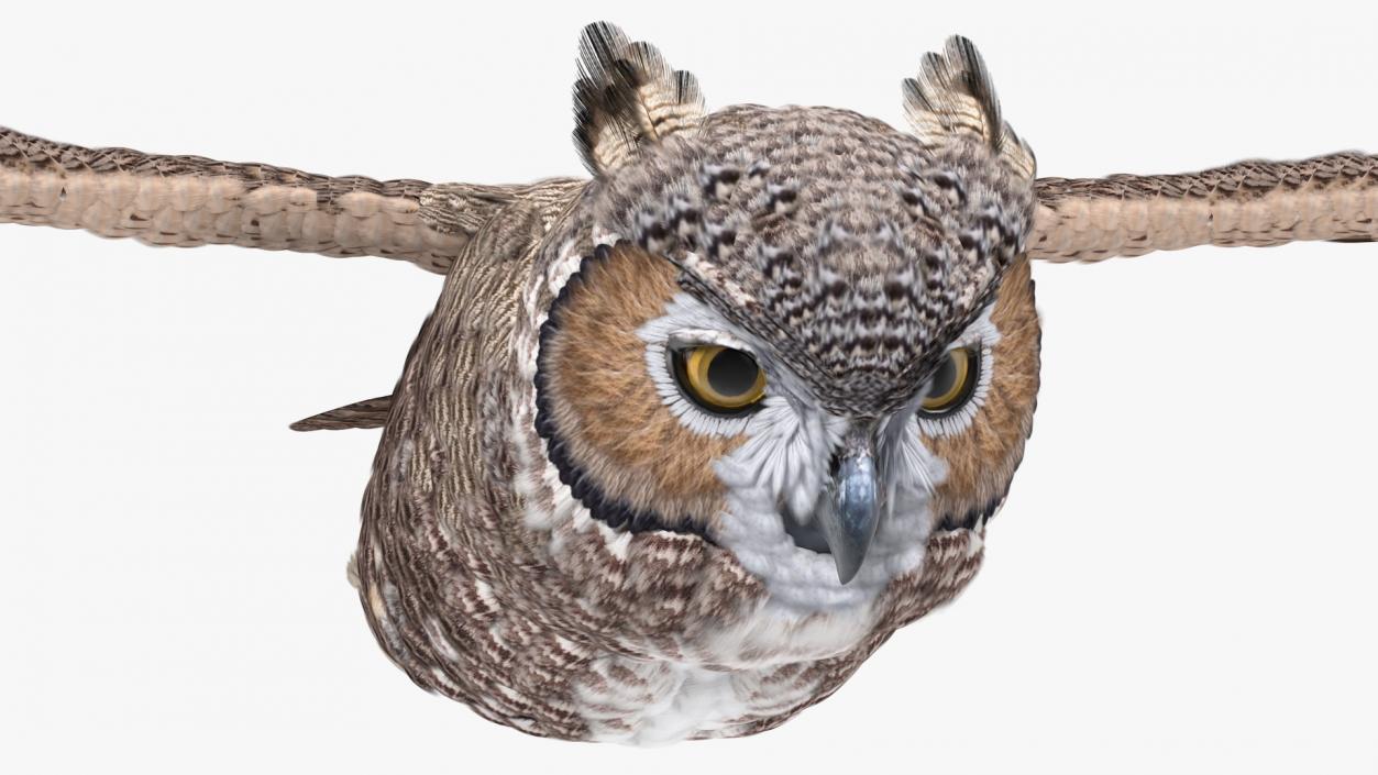 3D Great Horned Owl Flying Pose model