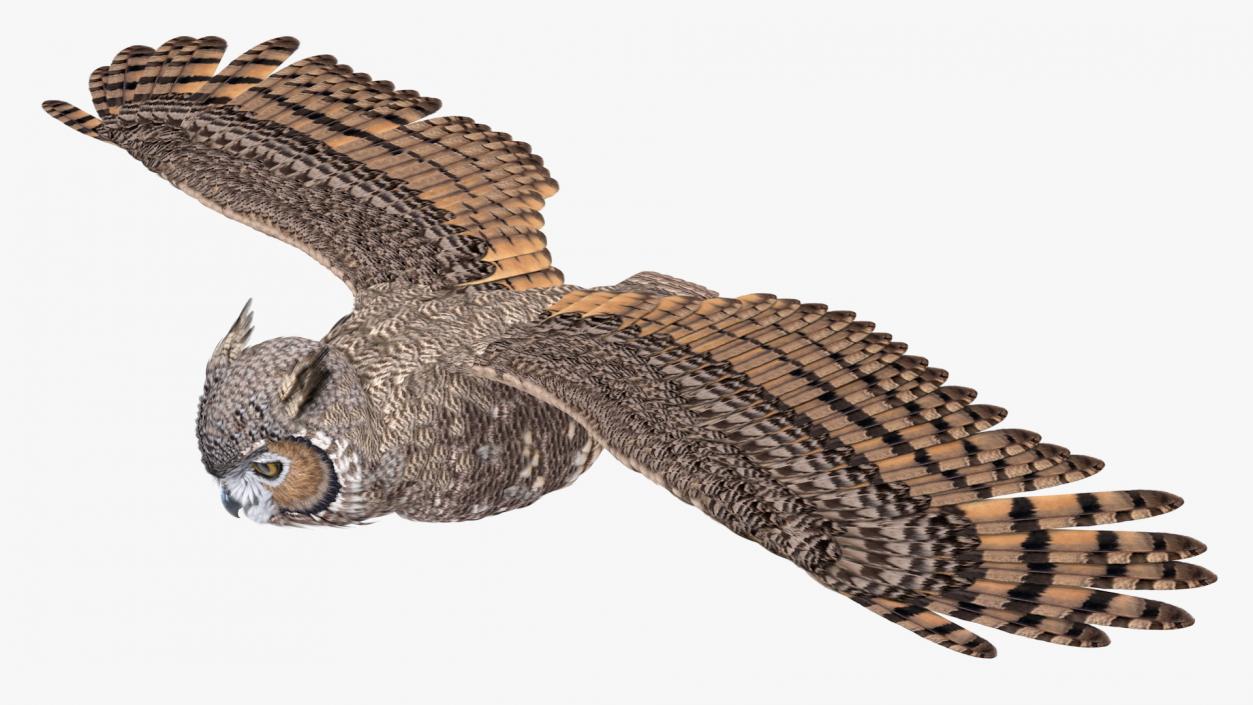 3D Great Horned Owl Flying Pose model