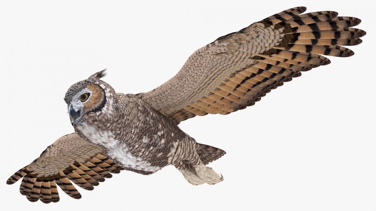 3D Great Horned Owl Flying Pose model