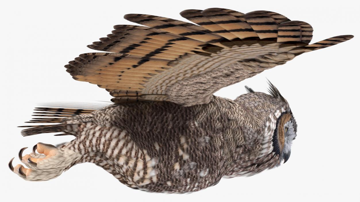 3D Great Horned Owl Flying Pose model