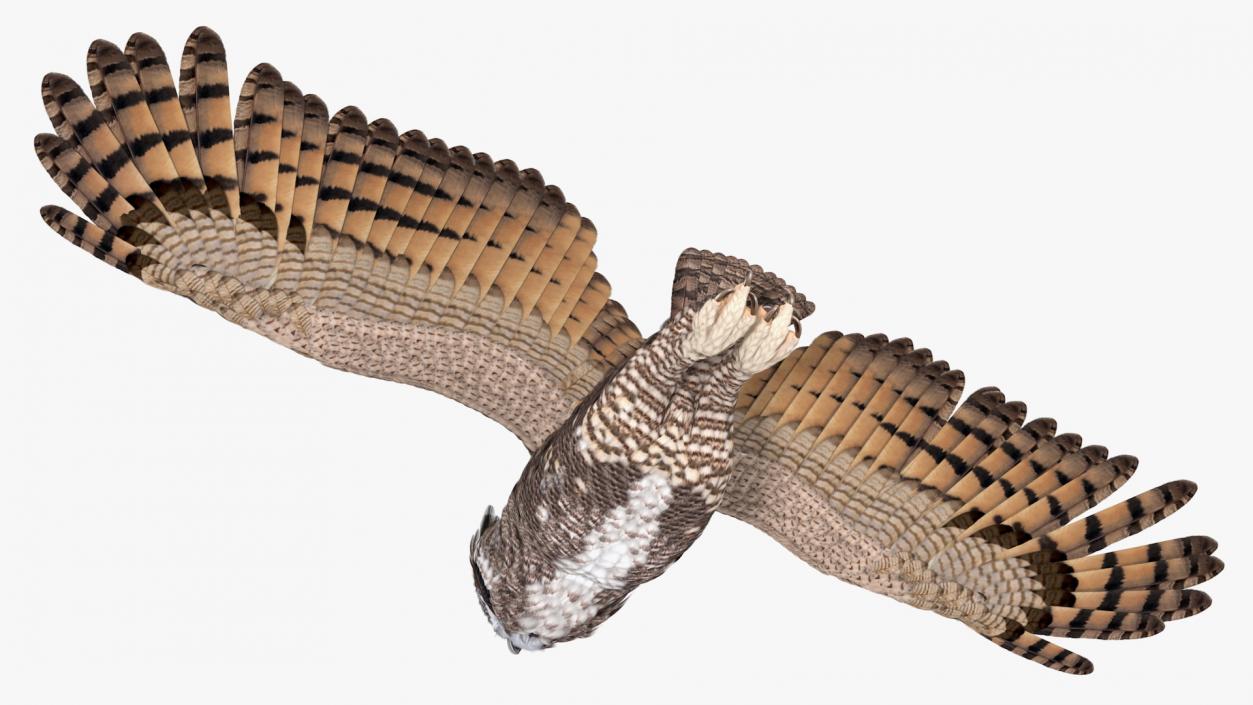 3D Great Horned Owl Flying Pose model