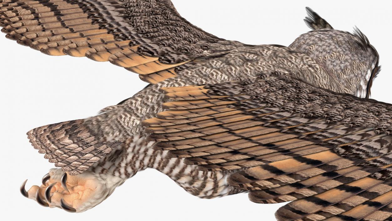 3D Great Horned Owl Flying Pose model