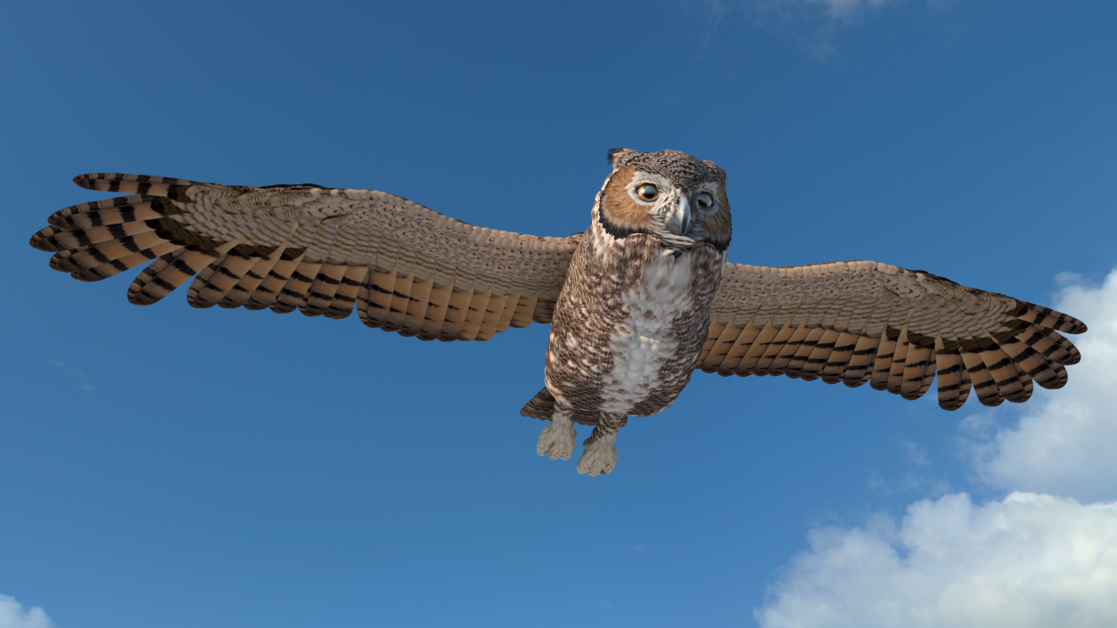 3D Great Horned Owl Flying Pose model