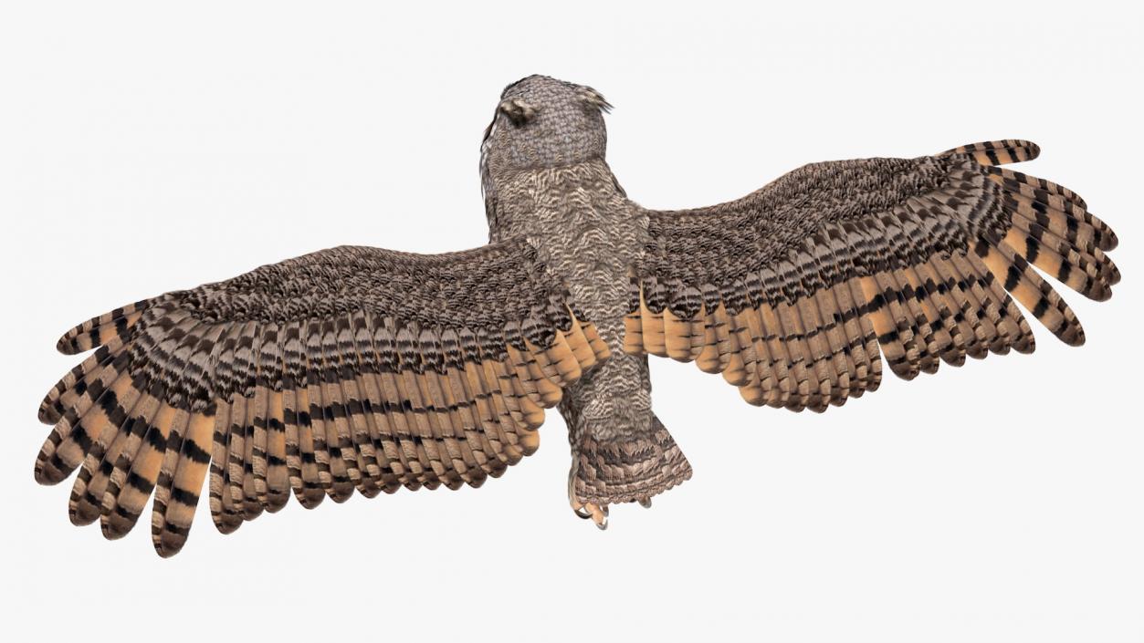 3D Great Horned Owl Flying Pose model