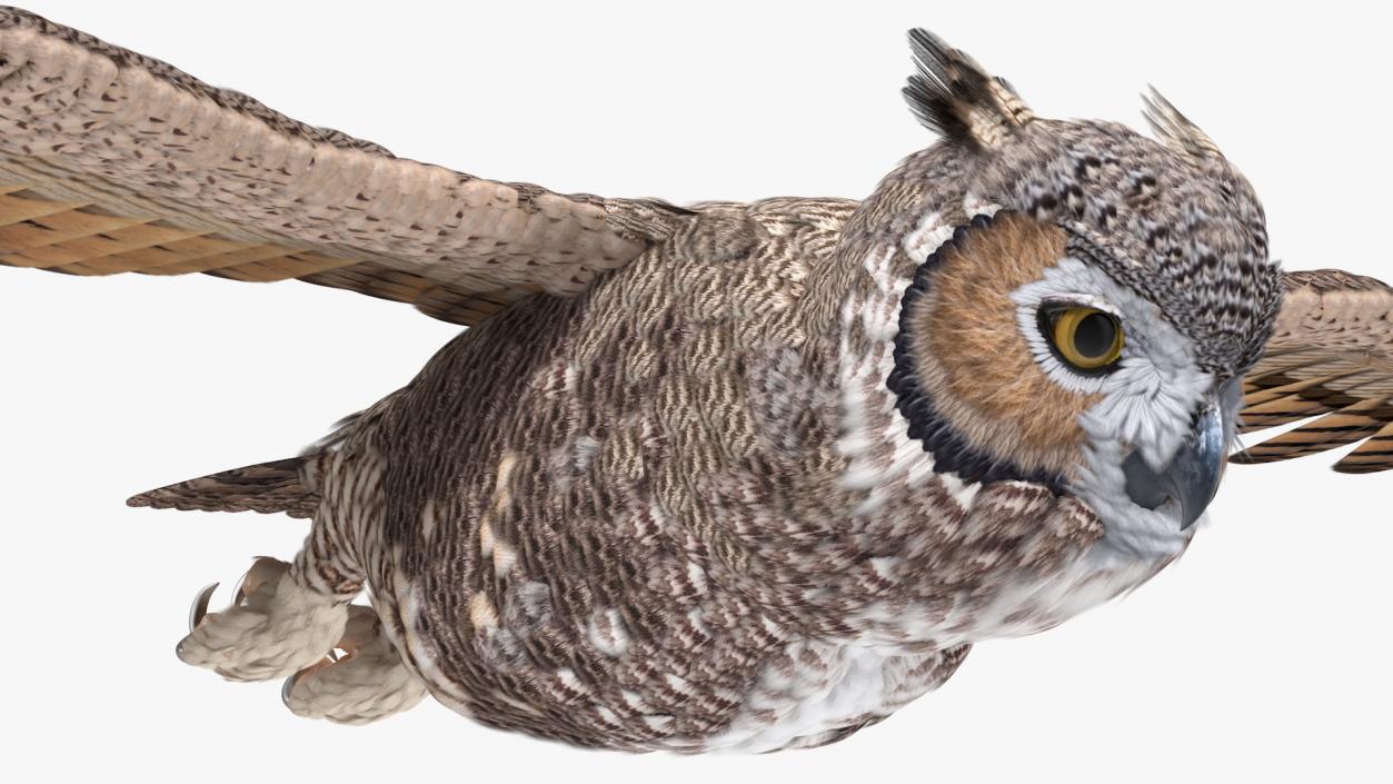 3D Great Horned Owl Flying Pose model