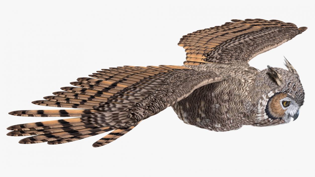 3D Great Horned Owl Flying Pose model