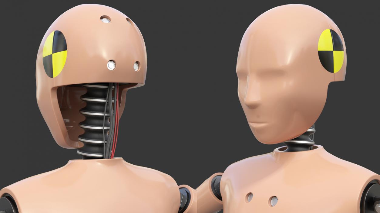 3D model Teenager Crash Test Dummy