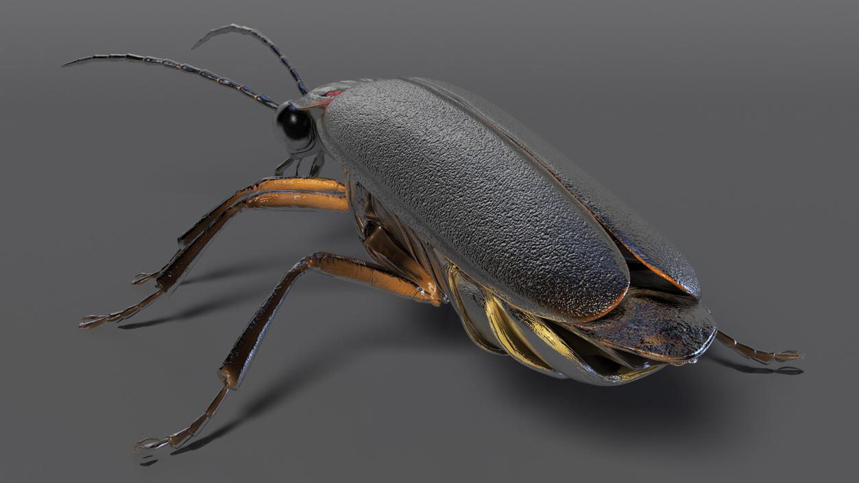 Eastern Firefly Rigged 3D