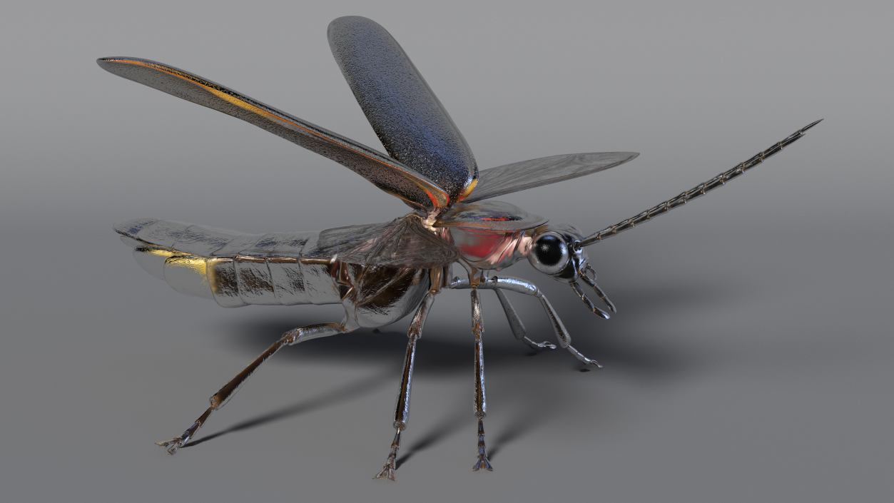 Eastern Firefly Rigged 3D