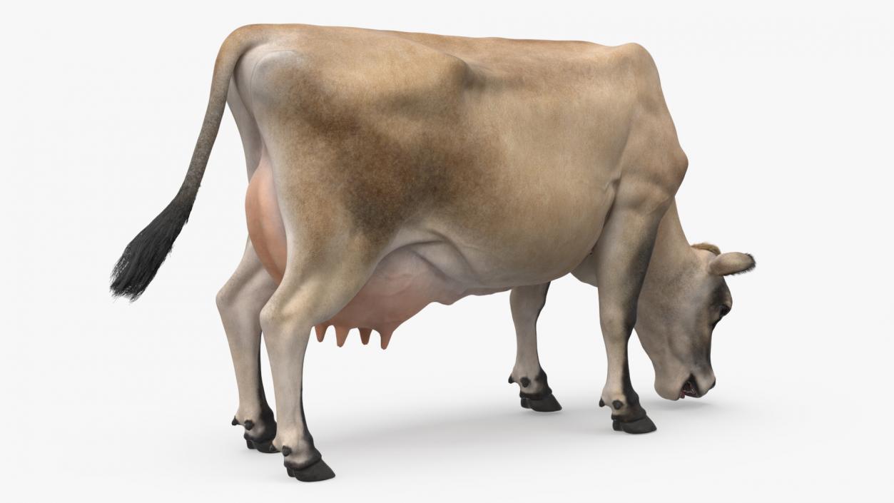 3D Jersey Heifer Eats Beige Fur model