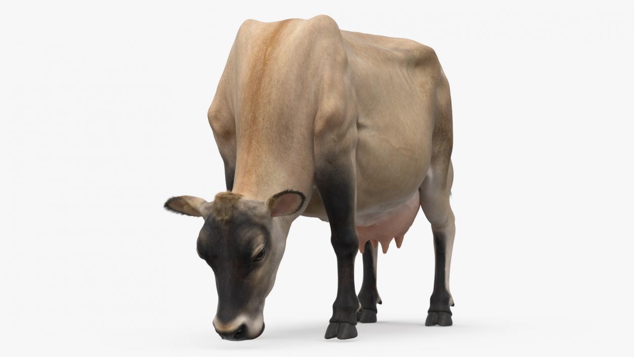 3D Jersey Heifer Eats Beige Fur model