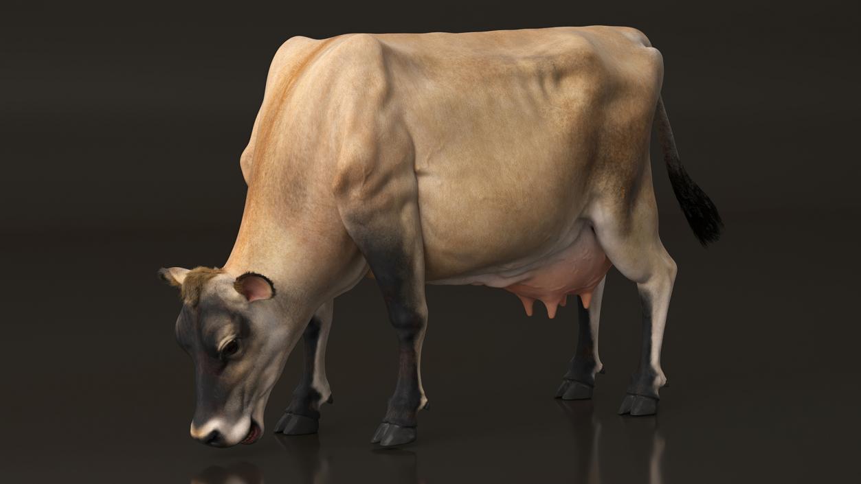 3D Jersey Heifer Eats Beige Fur model