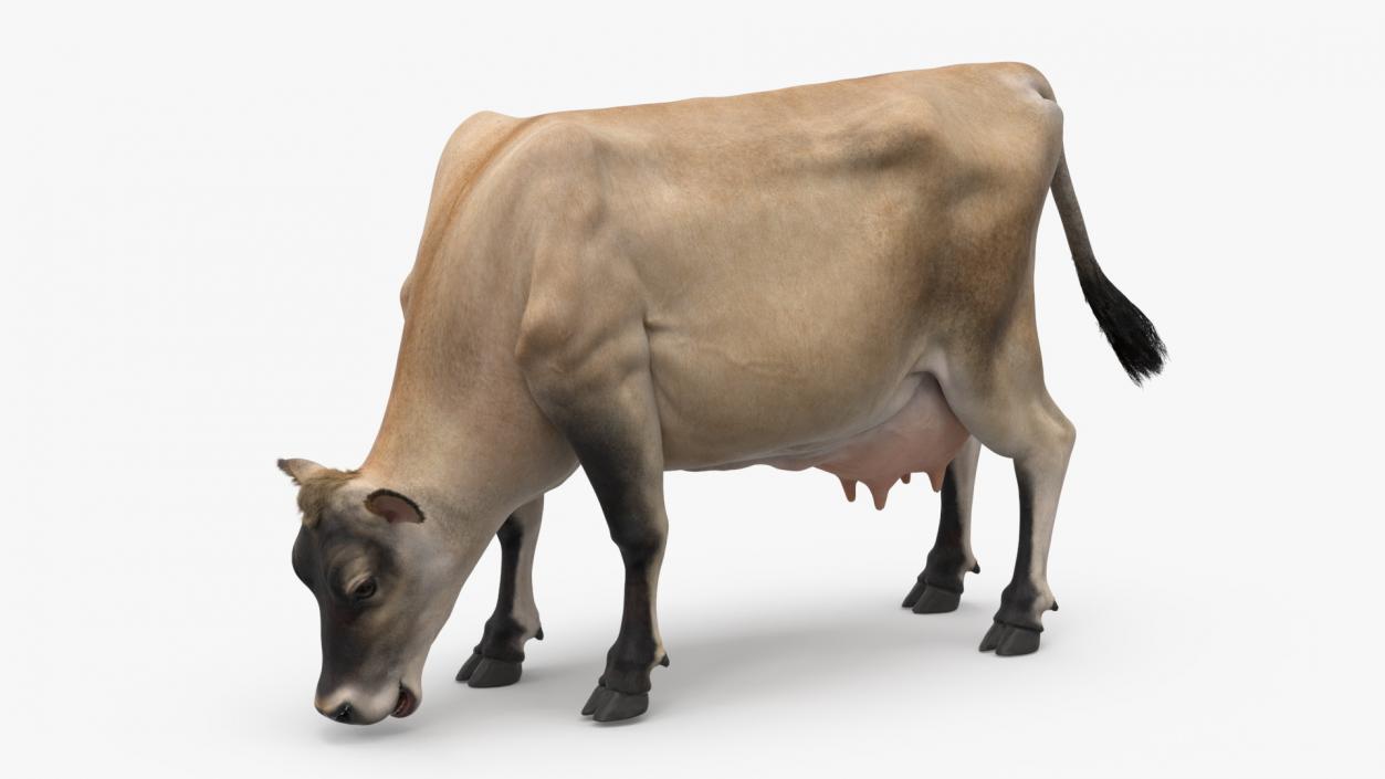 3D Jersey Heifer Eats Beige Fur model