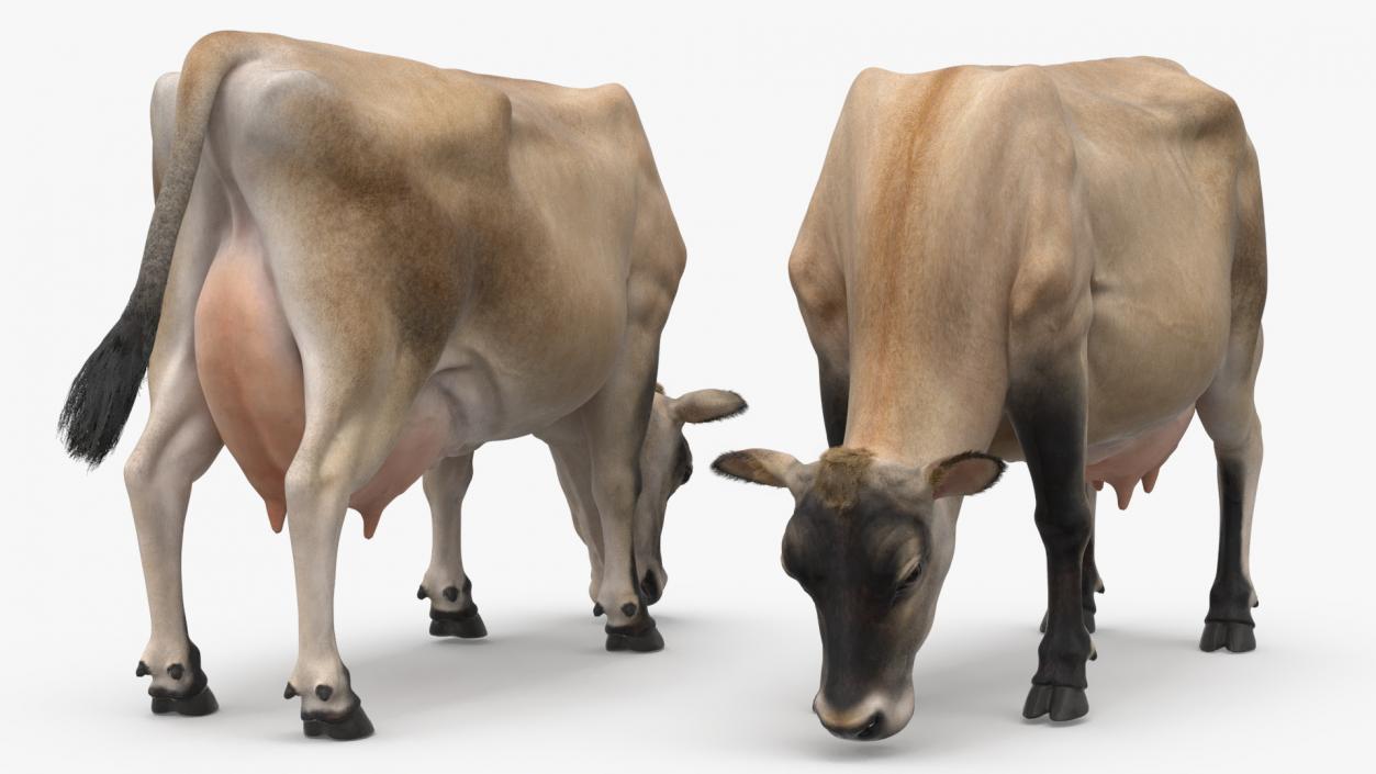 3D Jersey Heifer Eats Beige Fur model