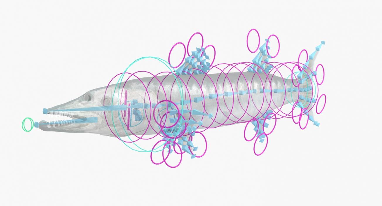 3D Barracuda Fish Rigged