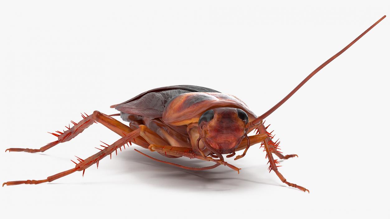 3D model Animated Cockroach Cleans Mustache Rigged for Maya