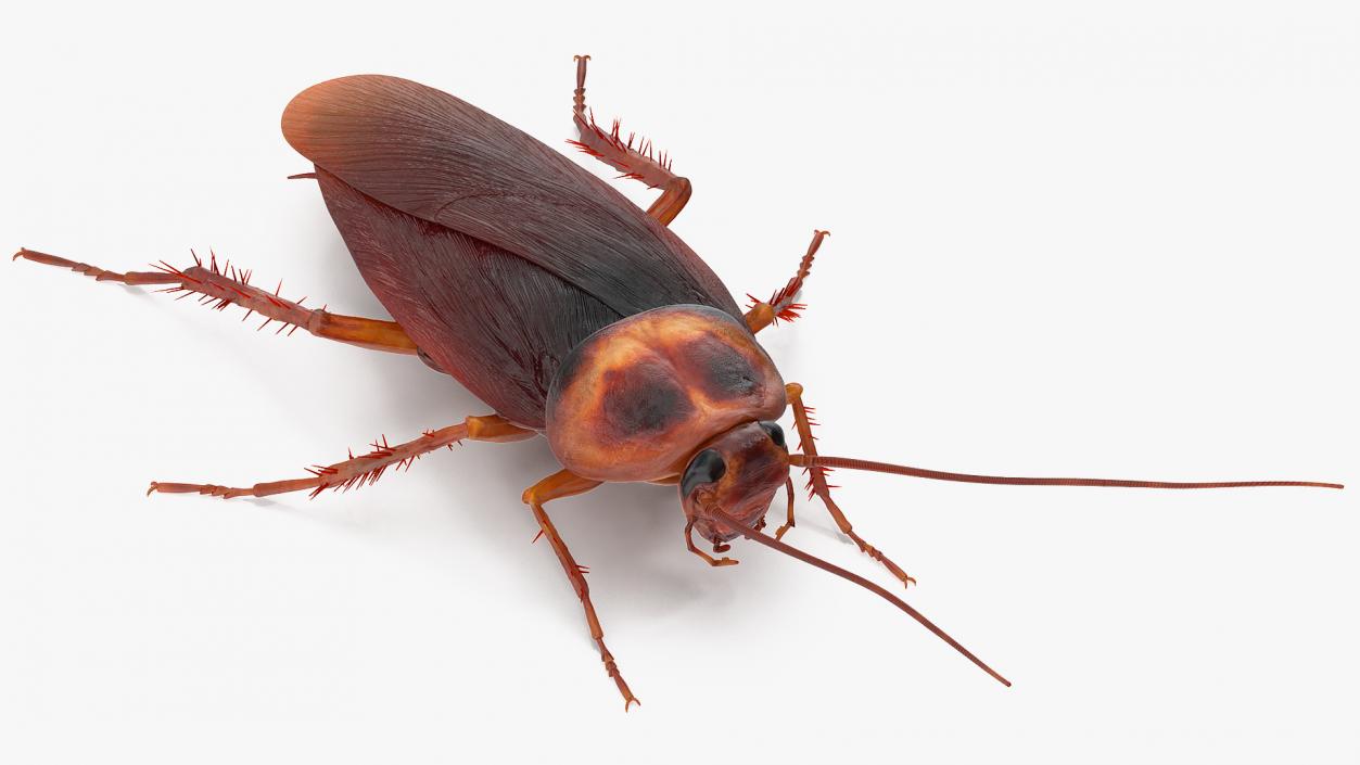 3D Animated Cockroach Cleans Mustache Rigged