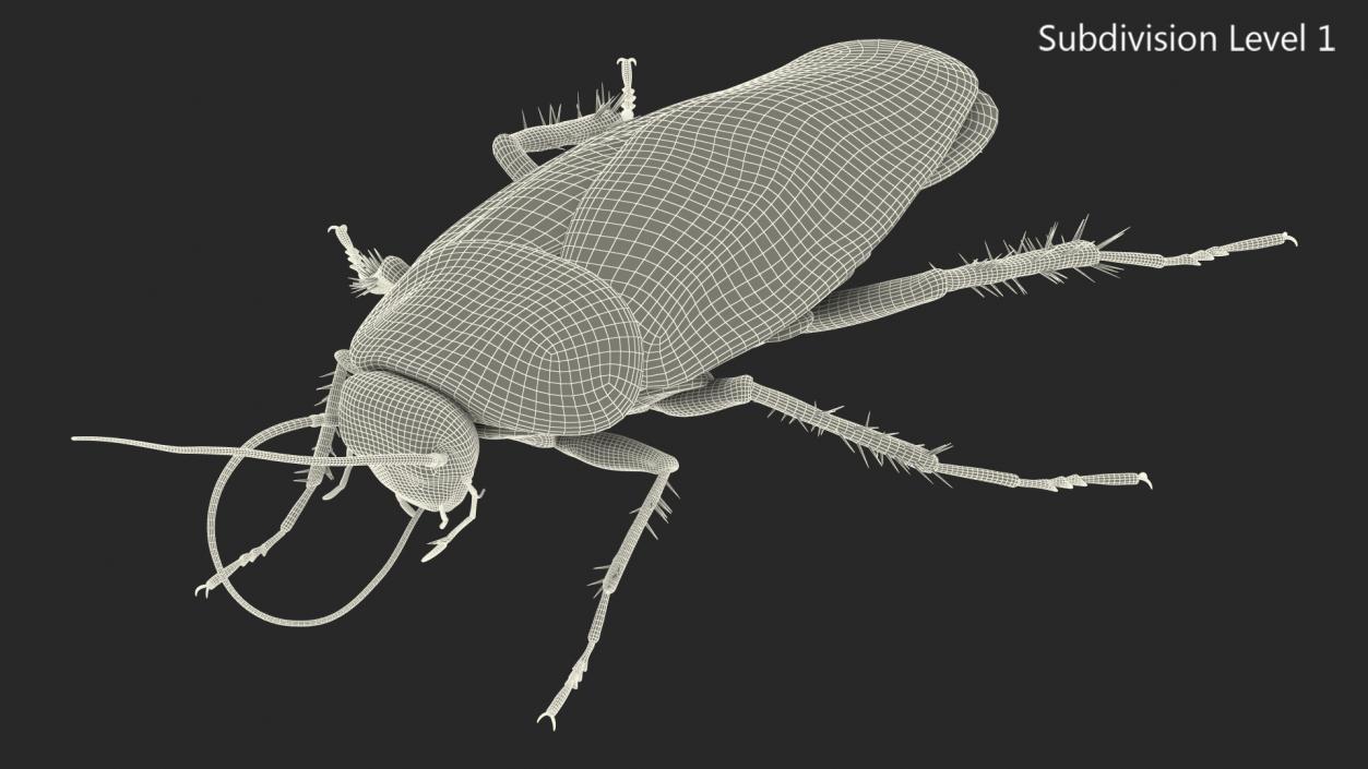 3D model Animated Cockroach Cleans Mustache Rigged for Maya