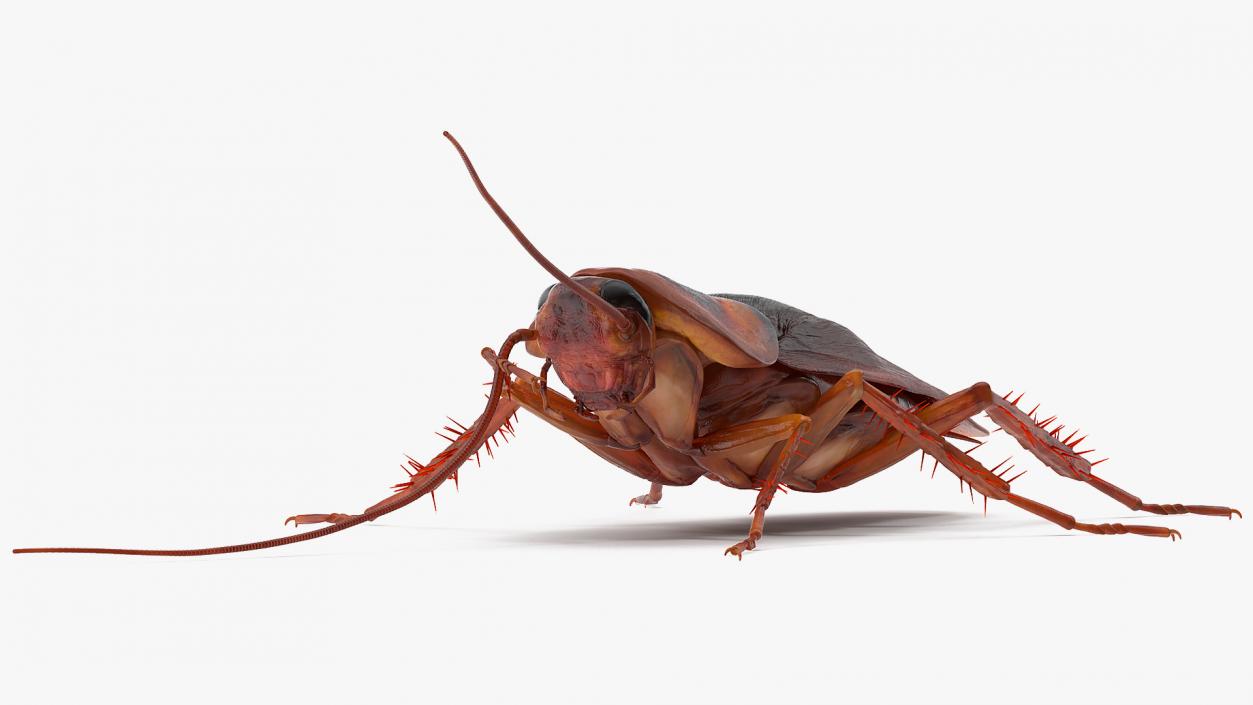 3D Animated Cockroach Cleans Mustache Rigged