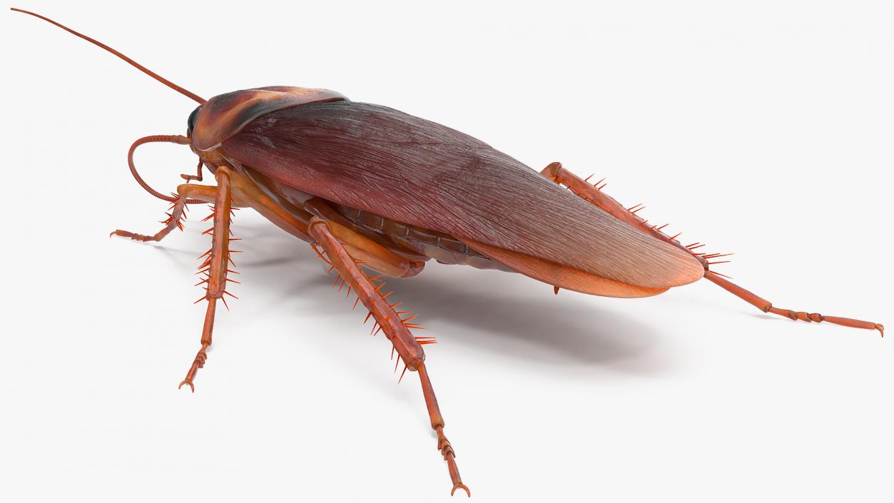 3D Animated Cockroach Cleans Mustache Rigged