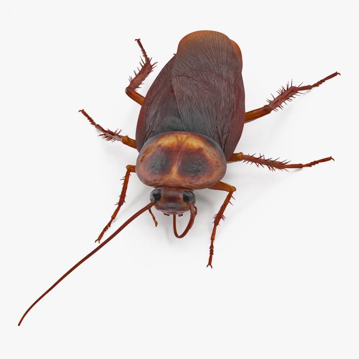 3D Animated Cockroach Cleans Mustache Rigged