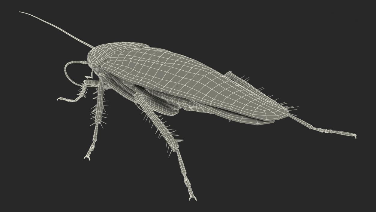 3D Animated Cockroach Cleans Mustache Rigged