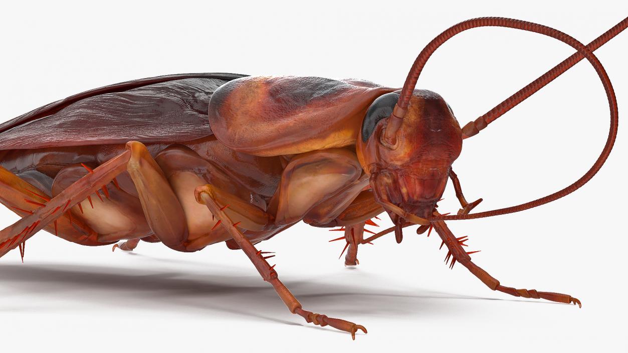 3D Animated Cockroach Cleans Mustache Rigged