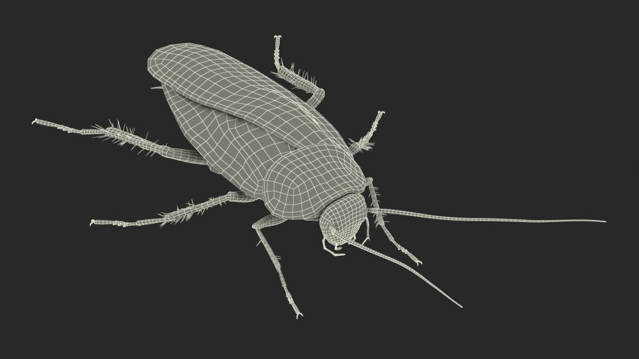 3D Animated Cockroach Cleans Mustache Rigged