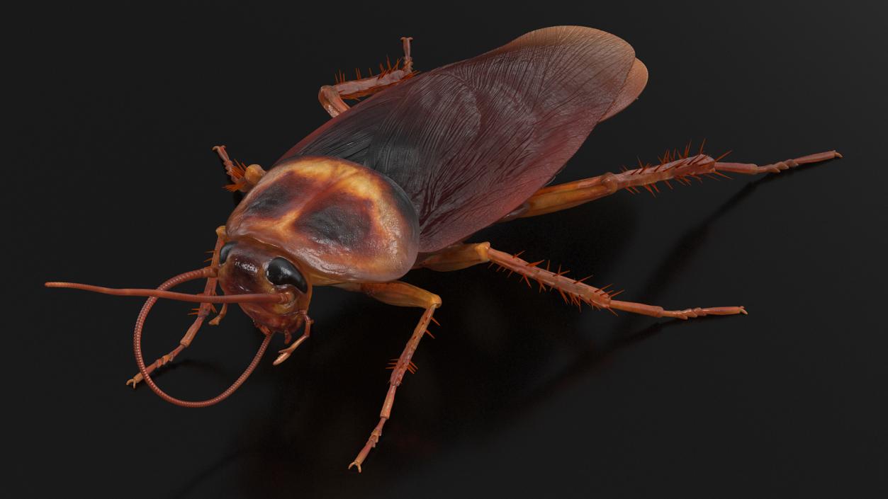 3D model Animated Cockroach Cleans Mustache Rigged for Maya