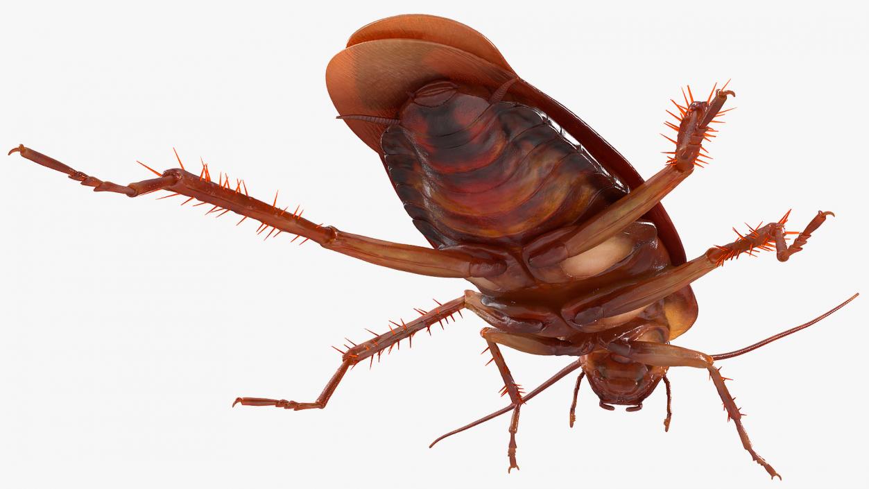 3D Animated Cockroach Cleans Mustache Rigged