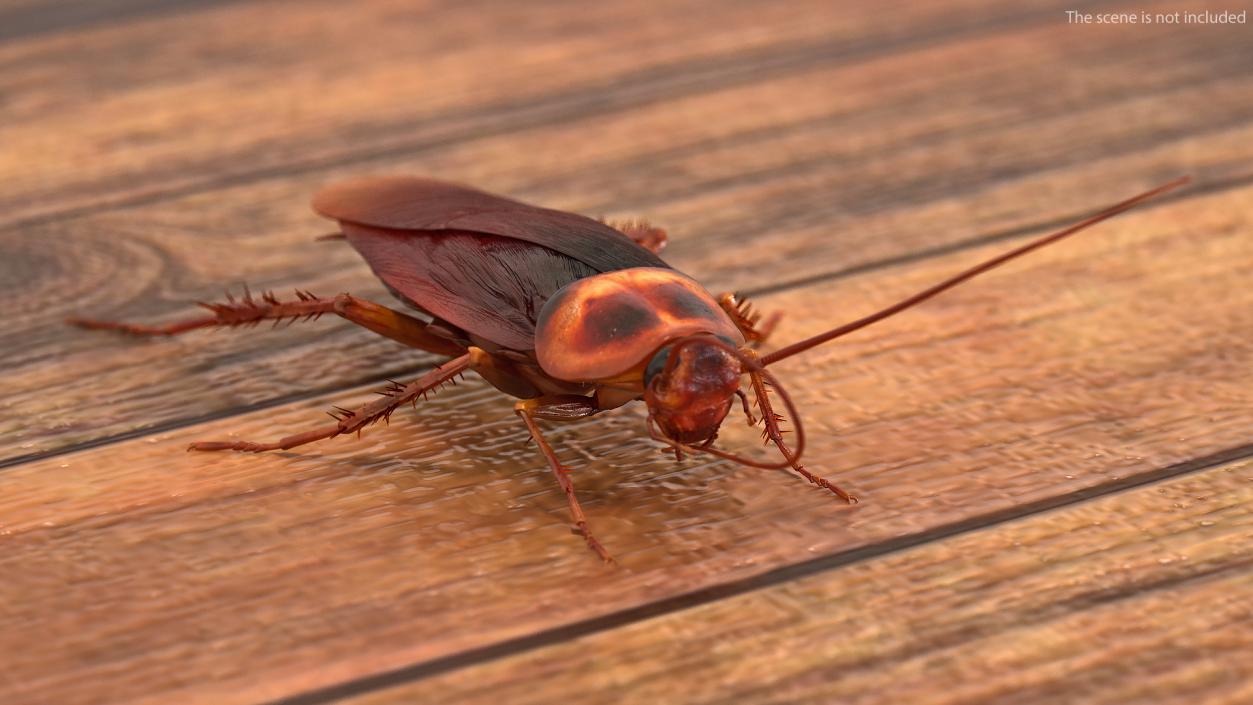 3D Animated Cockroach Cleans Mustache Rigged