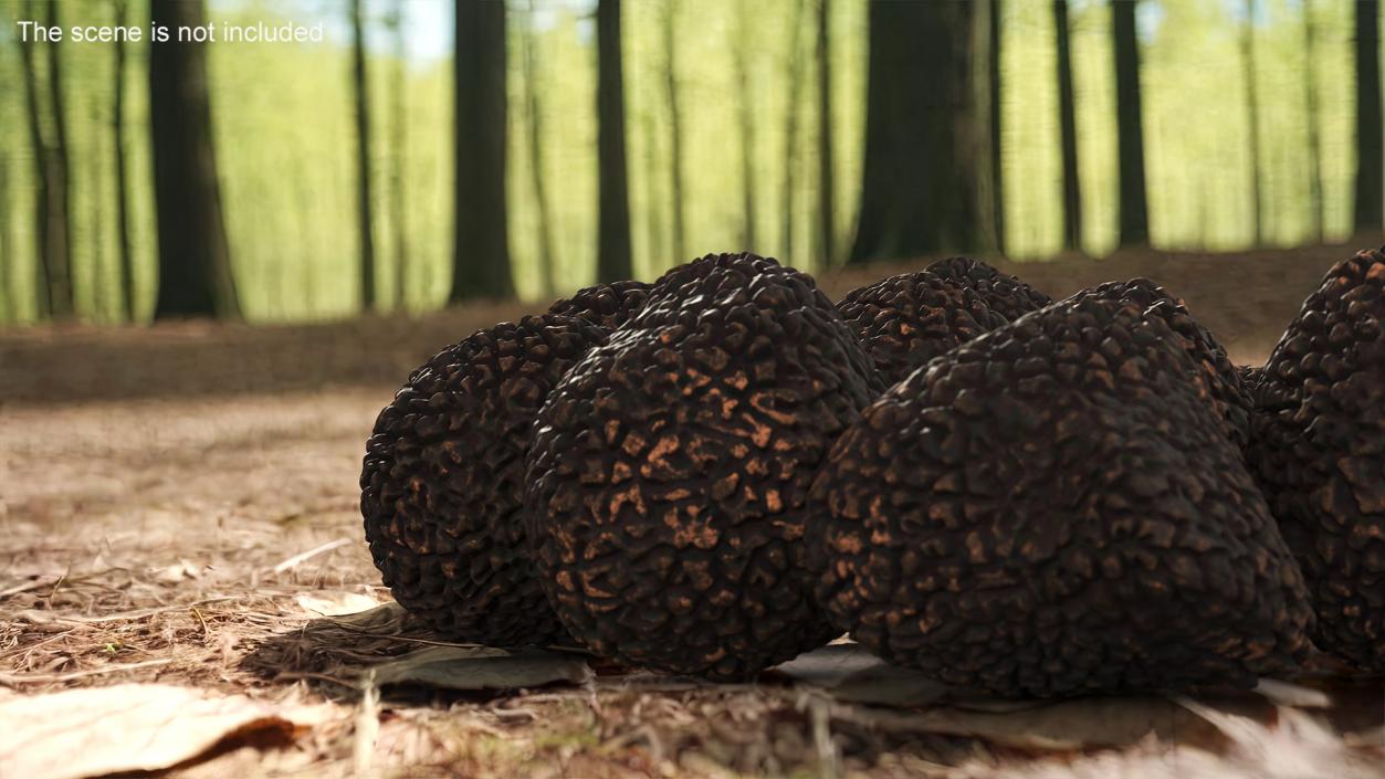 3D model Black Truffle 2