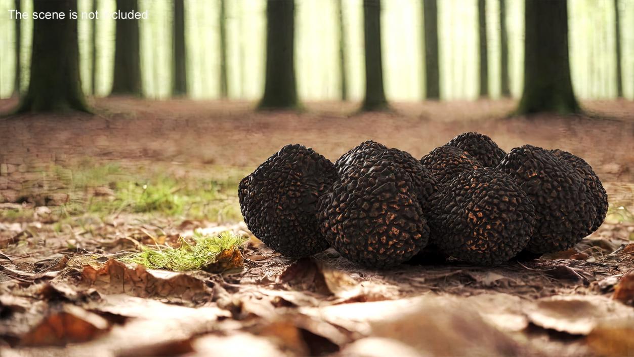 3D model Black Truffle 2