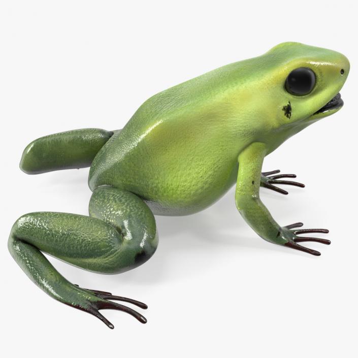 3D model Golden Poison Frog Green Morph