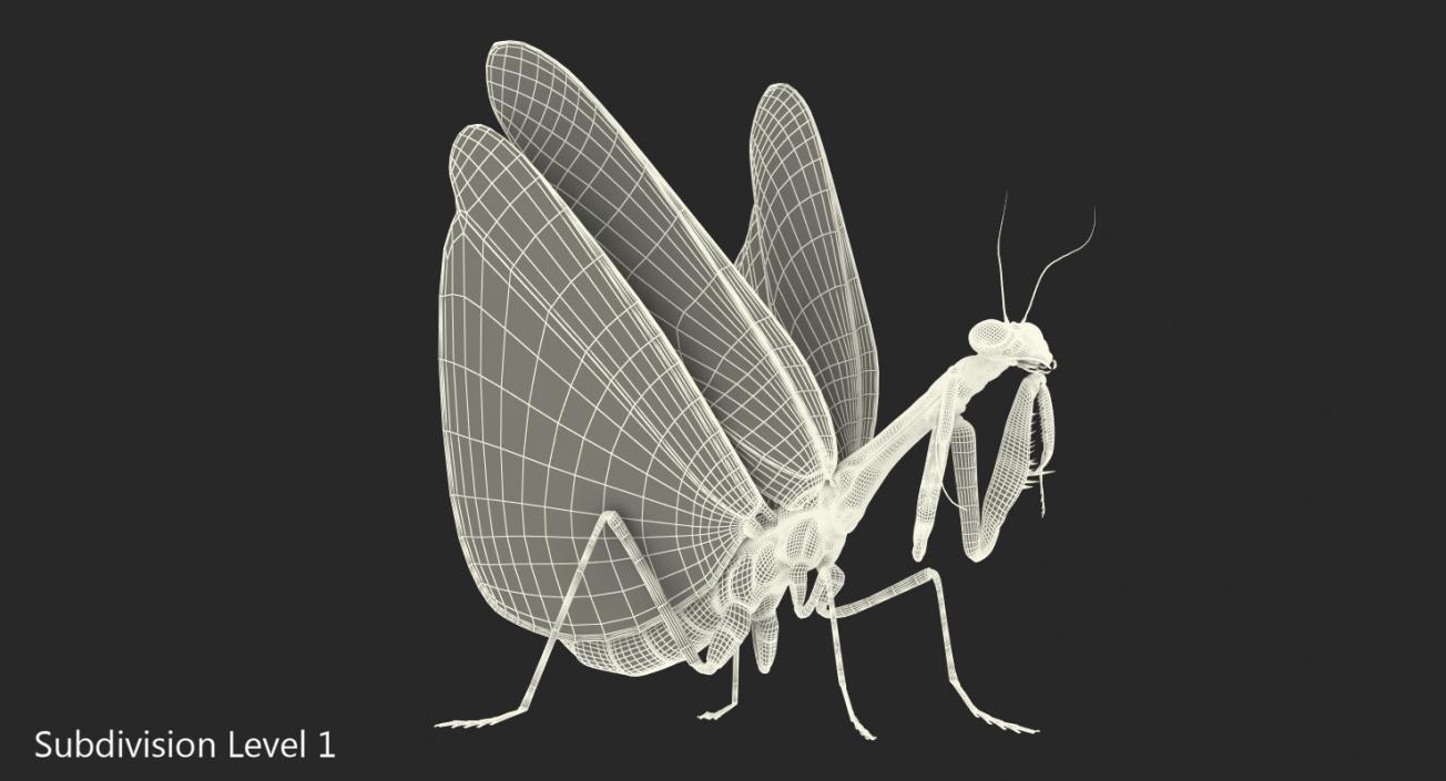 3D model European Mantis Wings Open with Fur