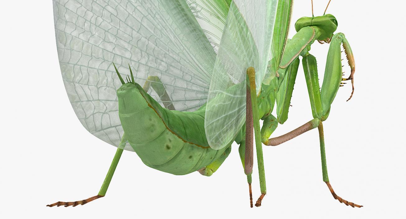 3D model European Mantis Wings Open with Fur